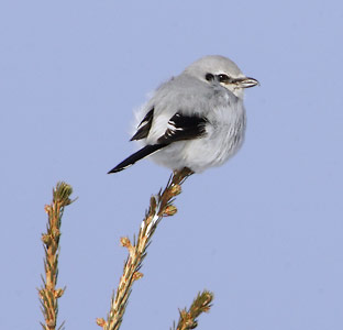 Northern Shrike (Lanius excubitor) photo image