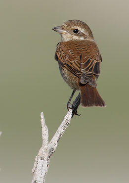 Red-backed Shrike (Lanius collurio) photo image