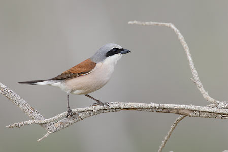 Red-backed Shrike (Lanius collurio) photo image
