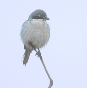Southern Grey Shrike (Lanius meridionalis) photo image