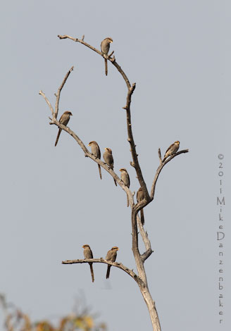 Yellow-billed Shrike (Corvinella corvina) photo image