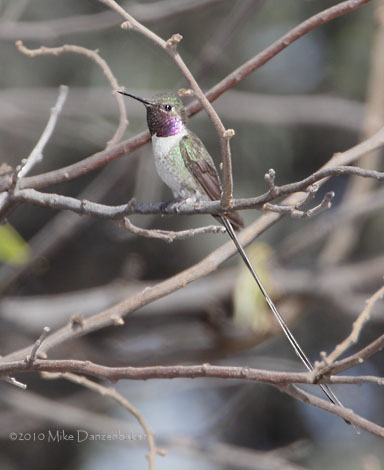 Peruvian Sheartail (Thaumastura cora) photo image