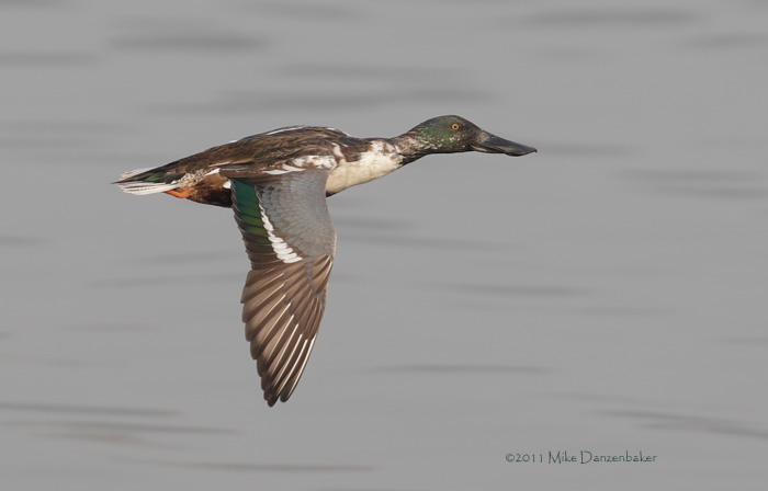 Northern Shoveler (Anas clypeata) photo image