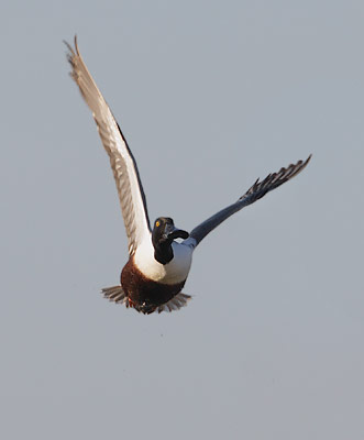 Northern Shoveler (Anas clypeata) photo image