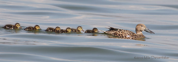 Red Shoveler (Anas platalea) photo image