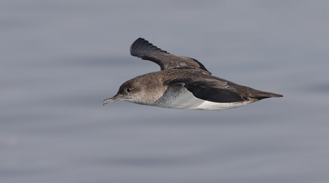 Black-vented Shearwater (Puffinus opisthomelas) photo