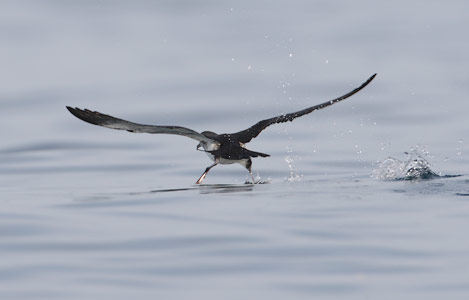 Black-vented Shearwater (Puffinus opisthomelas) photo