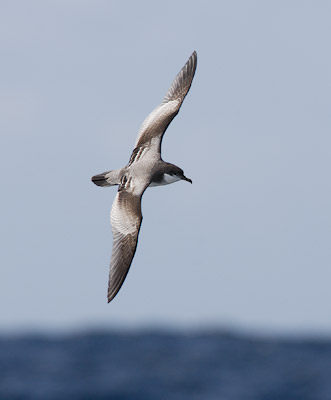 Buller's Shearwater (Puffinus bulleri) photo image