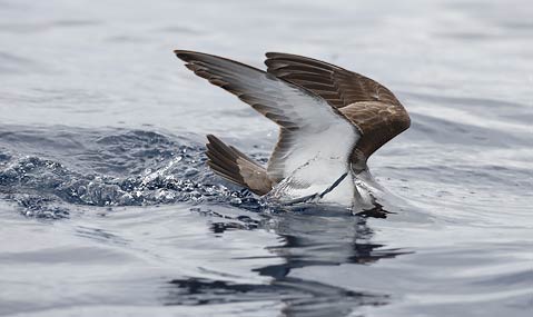 Buller's Shearwater (Puffinus bulleri) photo image