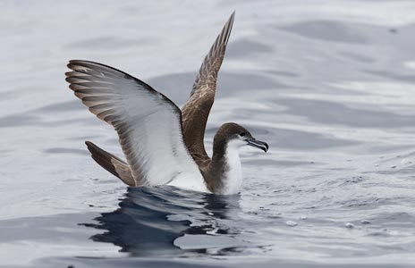Buller's Shearwater (Puffinus bulleri) photo image