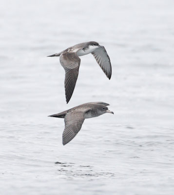 Buller's Shearwater (Puffinus bulleri) photo image