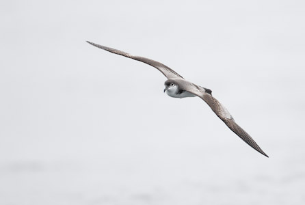 Buller's Shearwater (Puffinus bulleri) photo image