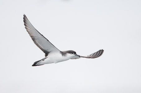 Buller's Shearwater (Puffinus bulleri) photo image