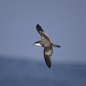 Buller's Shearwater (Puffinus bulleri) photo image