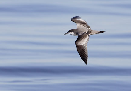 Buller's Shearwater (Puffinus bulleri) photo image