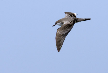 Buller's Shearwater (Puffinus bulleri) photo image