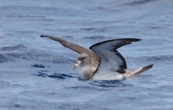 Cory's Shearwater (Calonectris diomedea) photo
