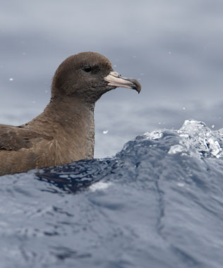 Flesh-footed Shearwater (Puffinus carneipes) photo image