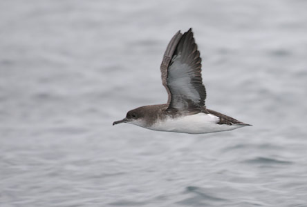 Fluttering Shearwater (Puffinus gavia) photo image