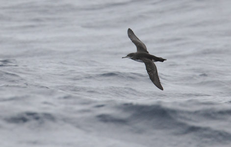 Hutton's Shearwater (Puffinus huttoni) photo