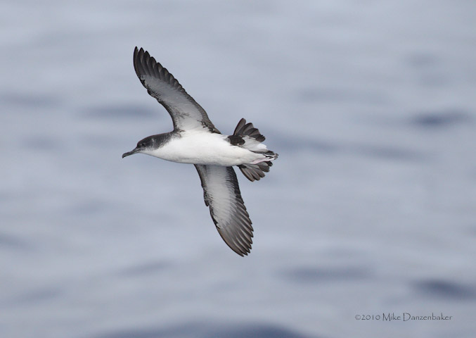 Manx Shearwater (Puffinus puffinus) photo image