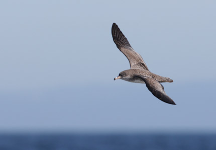 Pink-footed Shearwater (Puffinus creatopus) photo image