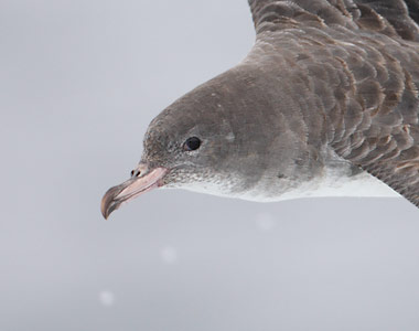Pink-footed Shearwater (Puffinus creatopus) photo image