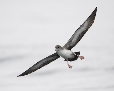 Pink-footed Shearwater (Puffinus creatopus) photo image