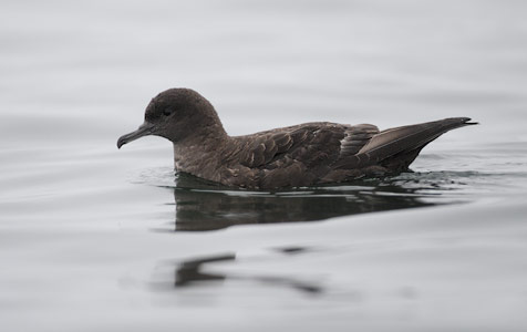 Sooty Shearwater (Puffinus griseus) photo image
