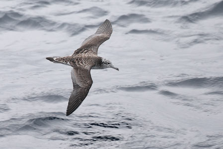 Streaked Shearwater (Calonectris leucomelas) photo image