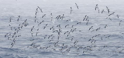 Streaked Shearwater (Calonectris leucomelas) photo