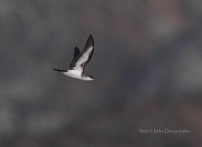 Tropical Shearwater (Puffinus bailloni) photo image