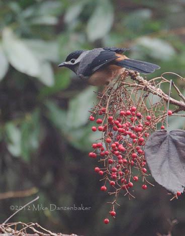 White-eared Sibia (Heterophasia auricularis) photo image