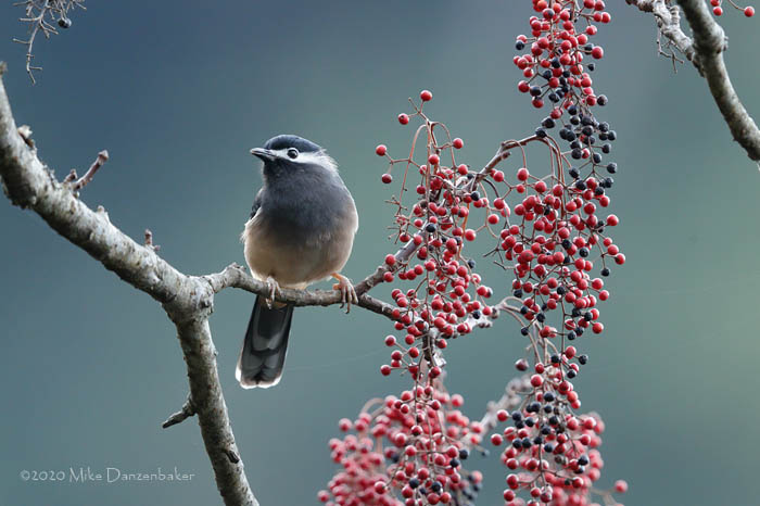 White-eared Sibia (Heterophasia auricularis) photo image