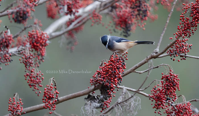 White-eared Sibia (Heterophasia auricularis) photo image