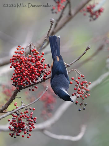 White-eared Sibia (Heterophasia auricularis) photo image