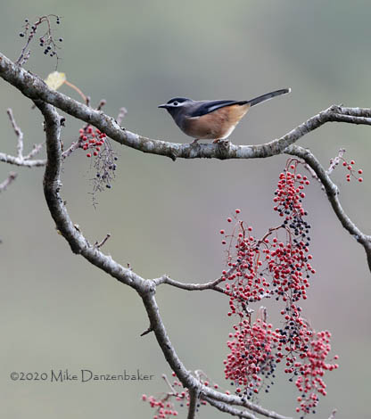 White-eared Sibia (Heterophasia auricularis) photo image