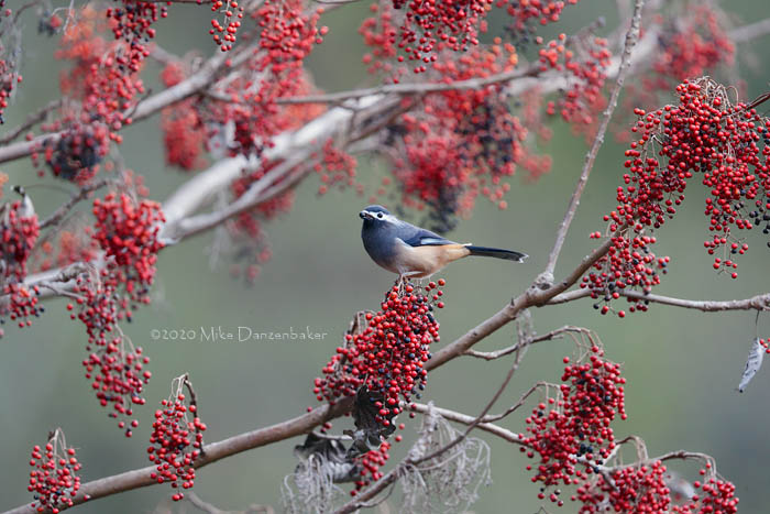 White-eared Sibia (Heterophasia auricularis) photo image
