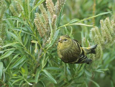 Black-chinned Siskin (Carduelis barbata) photo image