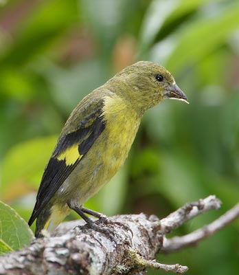 Yellow-bellied Siskin (Carduelis xanthogastra) photo