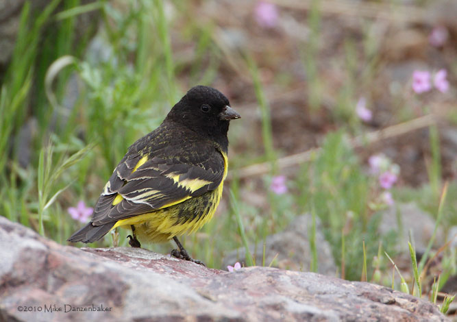 Yellow-rumped Siskin (Carduelis uropygialis) photo