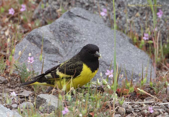 Yellow-rumped Siskin (Carduelis uropygialis) photo