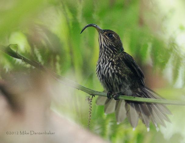 White-tipped Sicklebill (Eutoxeres aquila) photo
