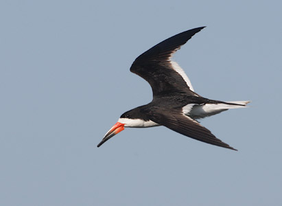 Black Skimmer (Rynchops niger) photo