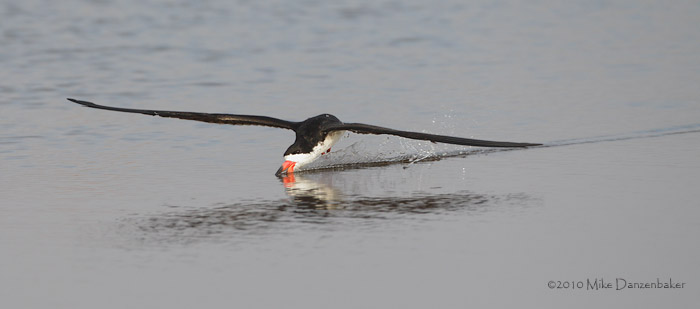 Black Skimmer (Rynchops niger) photo