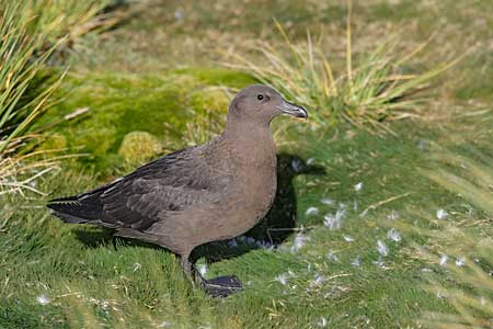 Brown Skua (Stercorarius antarcticus) photo image
