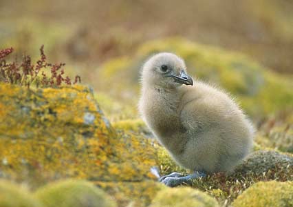 Brown Skua (Stercorarius antarcticus) photo image