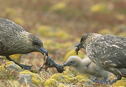 Brown Skua (Stercorarius antarcticus) photo image