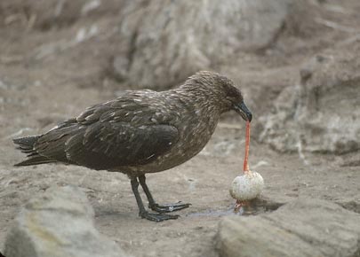 Brown Skua (Stercorarius antarcticus) photo image