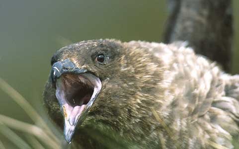 Brown Skua (Stercorarius antarcticus) photo